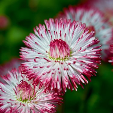 21 Types Bellis Perennis Flower 50 PCS Seeds