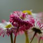 21 Types Bellis Perennis Flower 50 PCS Seeds