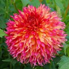 Myrtle's Folly Multi-colored Twisted Dahlia Flower 20 PCS Seeds