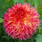 Myrtle's Folly Multi-colored Twisted Dahlia Flower 20 PCS Seeds