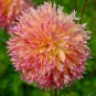 Myrtle's Folly Multi-colored Twisted Dahlia Flower 20 PCS Seeds