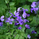 Chinese Violet Flower 50 PCS Seeds Chinese Violet Flower 50 PCS Seeds