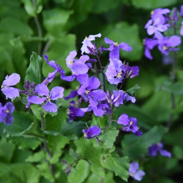 Chinese Violet Flower 50 PCS Seeds