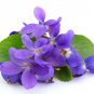 Chinese Violet Flower 50 PCS Seeds