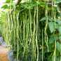 40 inch Super Long Green Cowpea Organic Vegetables 20 PCS Seeds