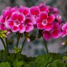 17 Colors Univalve Geranium Garden Perennial 105 PCS Seeds
