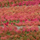 9 kinds of Kochia scoparia Grass Perennial Burning Bush 100 PCS Seeds