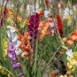 9 Colors Gladiolus  20 PCS Seeds