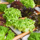 6 Types Of Lettuce Purple Red Green Vegetables 1 PCS Seeds