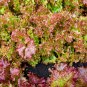 6 Types Of Lettuce Purple Red Green Vegetables 1 PCS Seeds