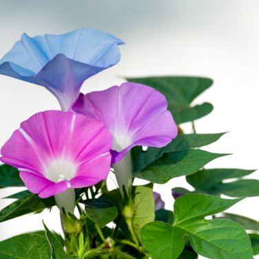 6 Types Of Ipomoea Nil Morning Glory Flower  50 PCS Seeds