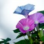 6 Types Of Ipomoea Nil Morning Glory Flower 50 PCS Seeds