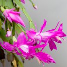 Zygocactus Truncatus Plants Light Water Pink Flowers 200 PCS Seeds Zygocactus Truncatus Plants Light Water Pink Flowers 200 PCS Seeds