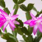 Zygocactus Truncatus Plants Light Water Pink Flowers 200 PCS Seeds