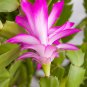 Zygocactus Truncatus Plants Light Water Pink Flowers 200 PCS Seeds
