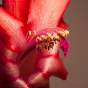 Zygocactus Truncatus Bonsai 100 PCS Seeds