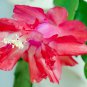Zygocactus Truncatus Bonsai 100 PCS Seeds
