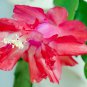 Zygocactus Truncatus Bonsai 100 PCS Seeds