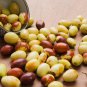 Ziziphus mauritiana Fruit Tree Chinese Red Date Jujube 20 PCS Seeds