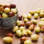 Ziziphus mauritiana Fruit Tree Chinese Red Date Jujube 20 PCS Seeds