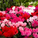 6 Types Cyclamen Flowers 180 PCS Seeds