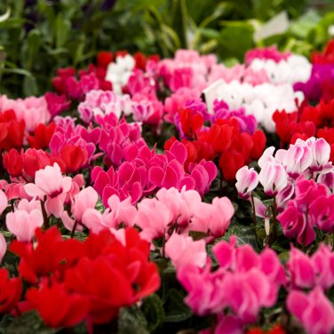 6 Types Cyclamen Flowers 180 PCS Seeds
