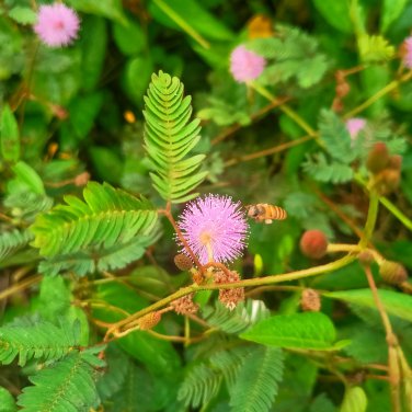 6 Colors Yellow Pink Red Mimosa Pudica Bonsai 100 PCS Seeds