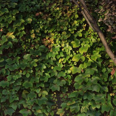 5 Colors Green Boston Ivy Grass 100 PCS Seeds