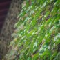 5 Colors Green Boston Ivy Grass 100 PCS Seeds