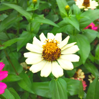 Zinnia Youth-and-Old-Age White Flower 50 PCS Seeds