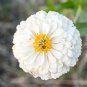 Zinnia Youth-and-Old-Age White Flower 50 PCS Seeds