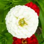 Zinnia Youth-and-Old-Age White Flower 50 PCS Seeds