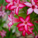 'zi xia xian zi' Adenium Desert Rose 2 PCS Seeds