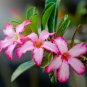 'zi xia xian zi' Adenium Desert Rose 2 PCS Seeds