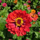 Zinnia 'Dreamland Red' Fully-double Flower 50 PCS Seeds