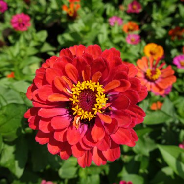 Zinnia 'Dreamland Red' Fully-double Flower 50 PCS Seeds