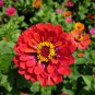 Zinnia 'Dreamland Red' Fully-double Flower 50 PCS Seeds