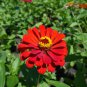 Zinnia 'Dreamland Red' Fully-double Flower 50 PCS Seeds
