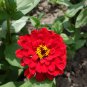Zinnia 'Dreamland Red' Fully-double Flower 50 PCS Seeds