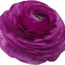 'Zi Yuren' Dark Purple Ranunculus Asiaticus Perennial Flower 20 PCS Seeds