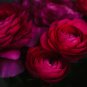'Zi Yuren' Dark Purple Ranunculus Asiaticus Perennial Flower 20 PCS Seeds