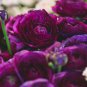 'Zi Yuren' Dark Purple Ranunculus Asiaticus Perennial Flower 20 PCS Seeds