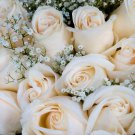 Yunnan White Rose 50 PCS Seeds
