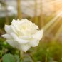 Yunnan White Rose 50 PCS Seeds