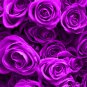 Yunnan Purple Rose Plant 5 PCS Seeds