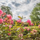 Yunnan Pink Rose Garden Flower Beautiful 5 PCS Seeds
