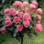 Yunnan Pink Rose Garden Flower Beautiful 5 PCS Seeds