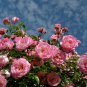 Yunnan Pink Rose Garden Flower Beautiful 5 PCS Seeds