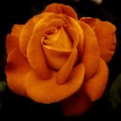Yunnan Orange Rose Plant 50 PCS Seeds