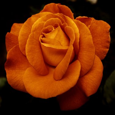 Yunnan Orange Rose Plant 50 PCS Seeds